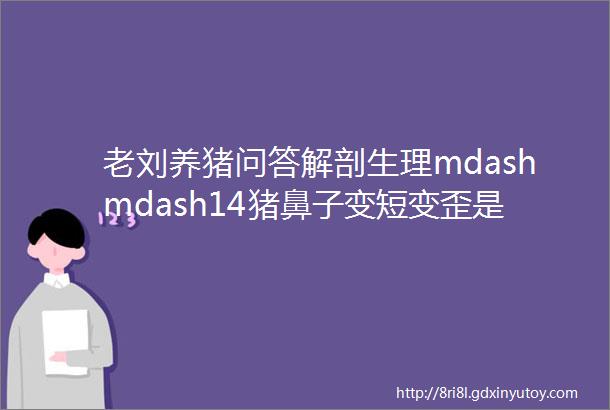 老刘养猪问答解剖生理mdashmdash14猪鼻子变短变歪是怎么回事